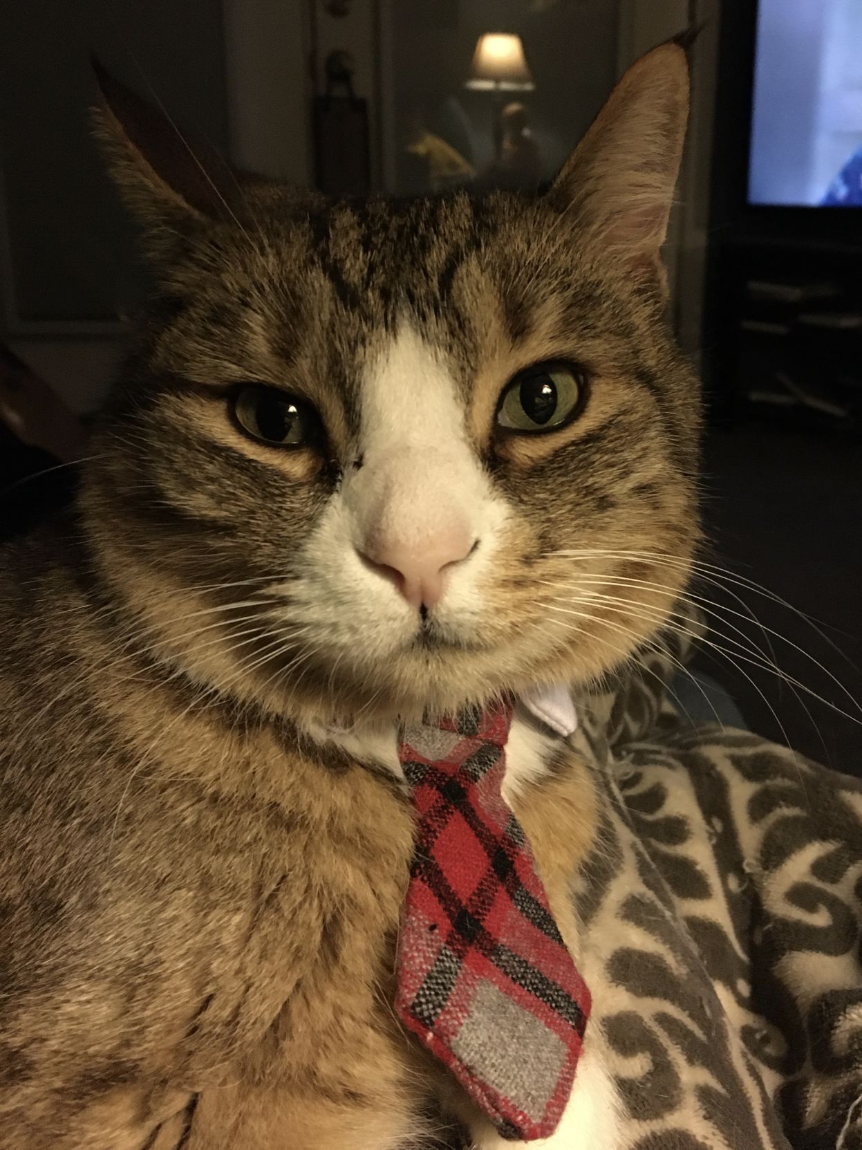 Christmas Cats 2019